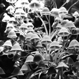 Stereoscopic 3D Mushrooms